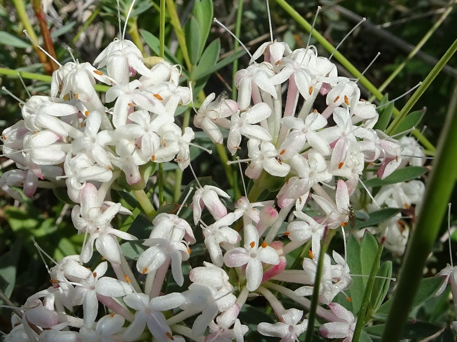 Pimelia