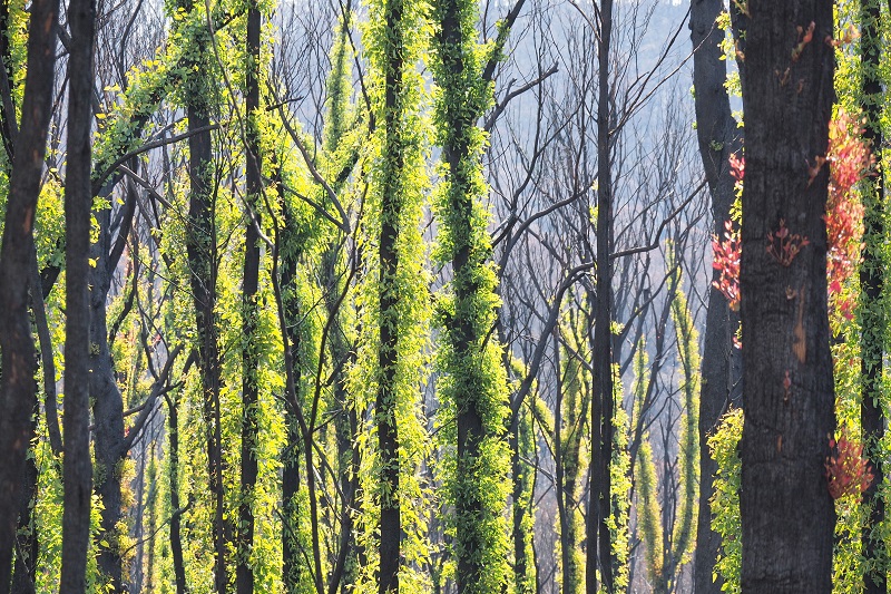 Post fire regeneration eucalypts