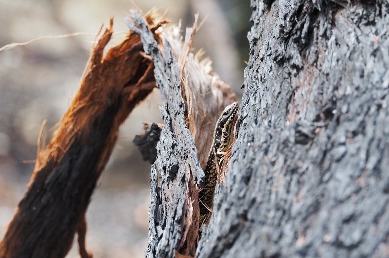 Post fire skink