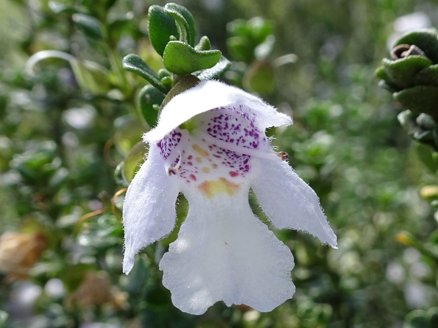 Prostanthra cuneata Alpine NP