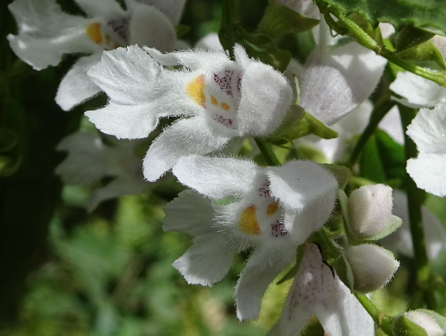 Prostranthra lasianthos Errinundra