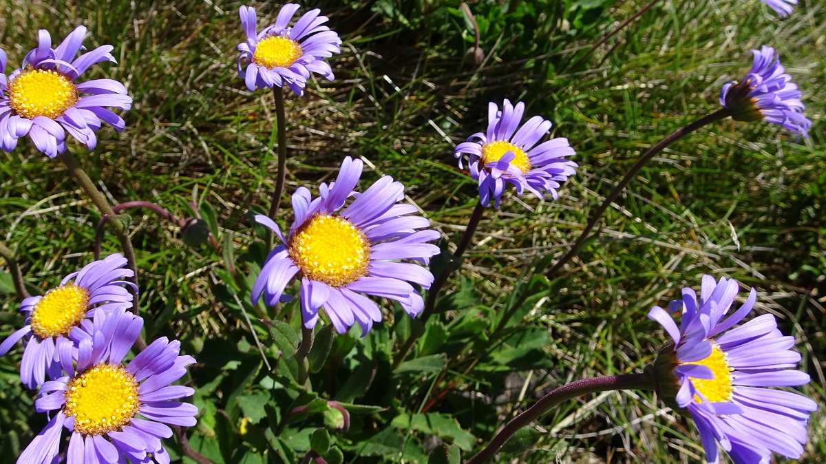 Purple Daisy Brachyscome sp