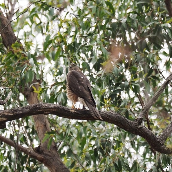Recently fledged Collared Sparrowhawk 014
