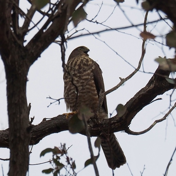 Recently fledged Collared Sparrowhawk calling 027