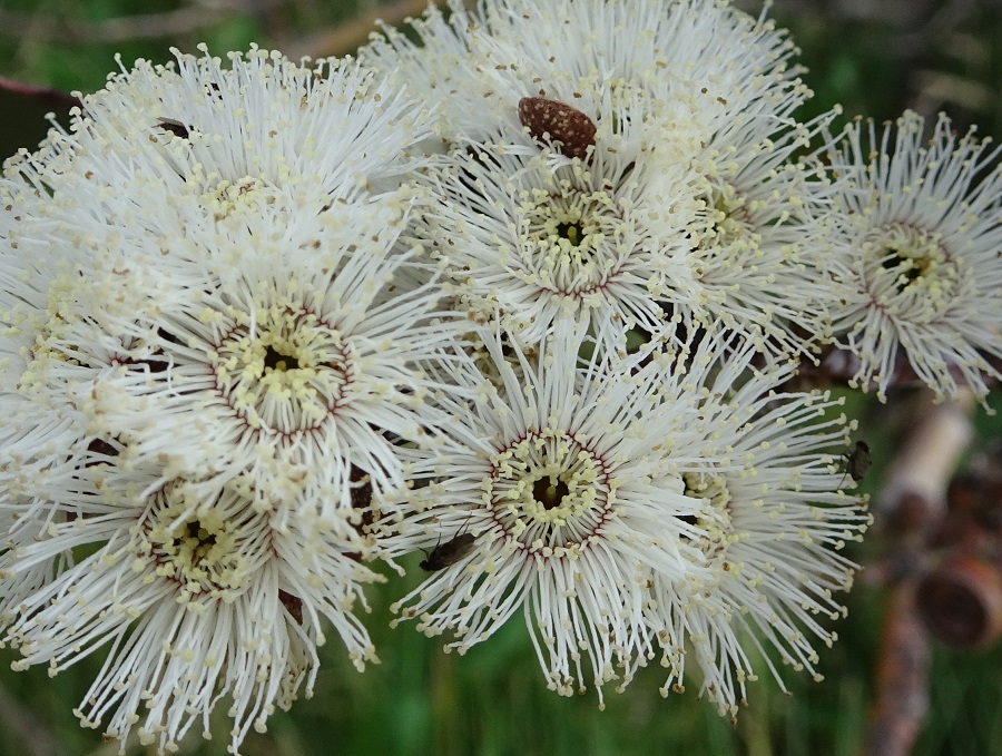 Snowgum flowers