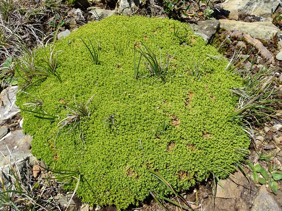 Twin flower Knawel