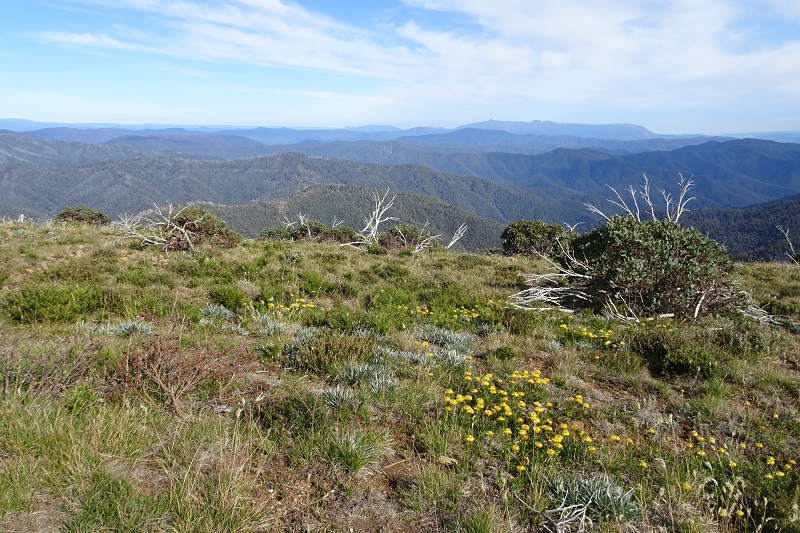 Wildflowers in Alpine National Park