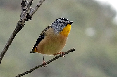 Bird watching tours with with Gippsland High Country Tours