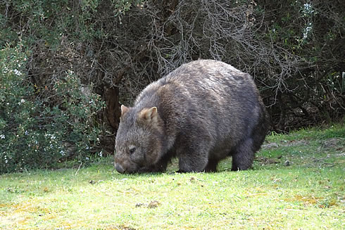 Wildlife tours with Gippsland High Country Tours