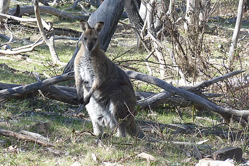 Snowy River Nature Tour 