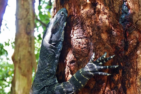 Lace Monitor or Goanna